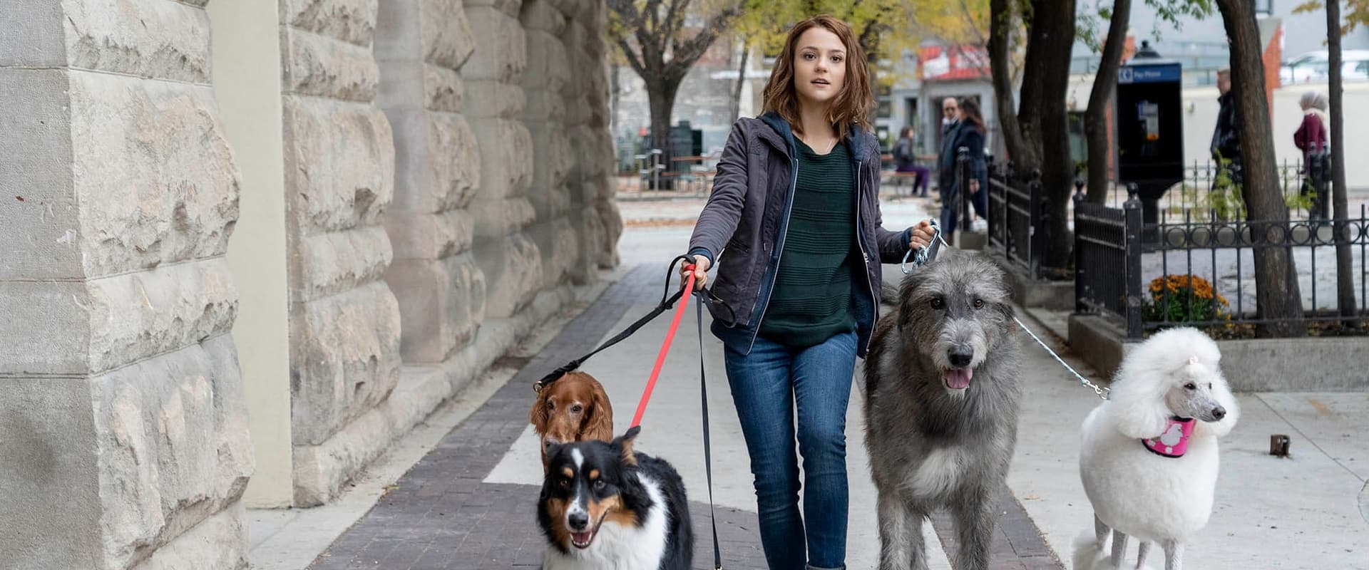 A Dog’s Journey 2019
