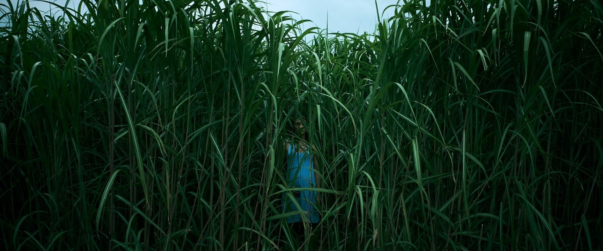 In the Tall Grass 2019