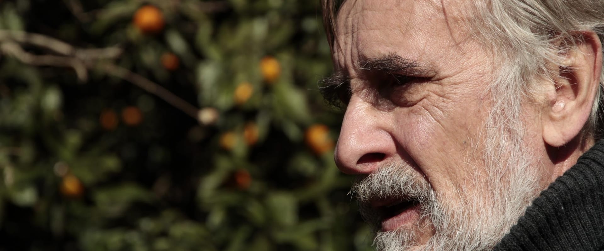 Tangerines 2013