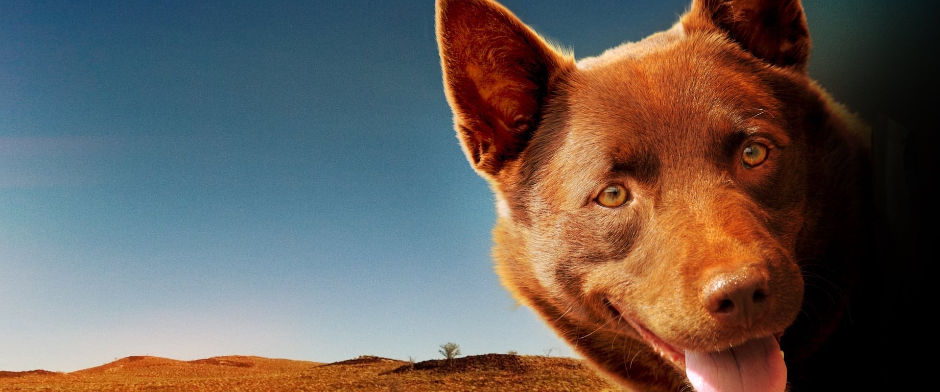 Red Dog 2011