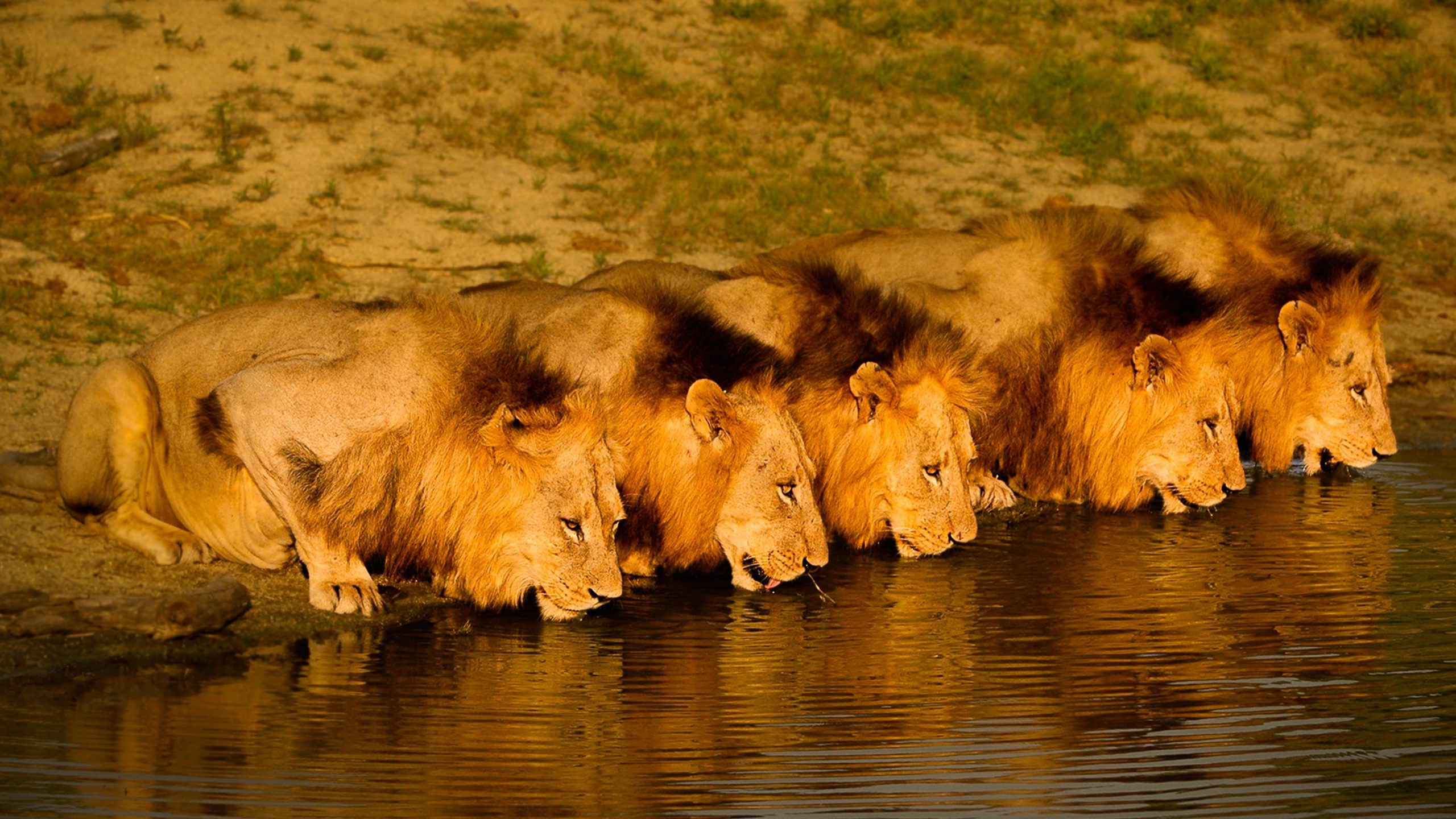 Brothers in Blood: The Lions of Sabi Sand 2015