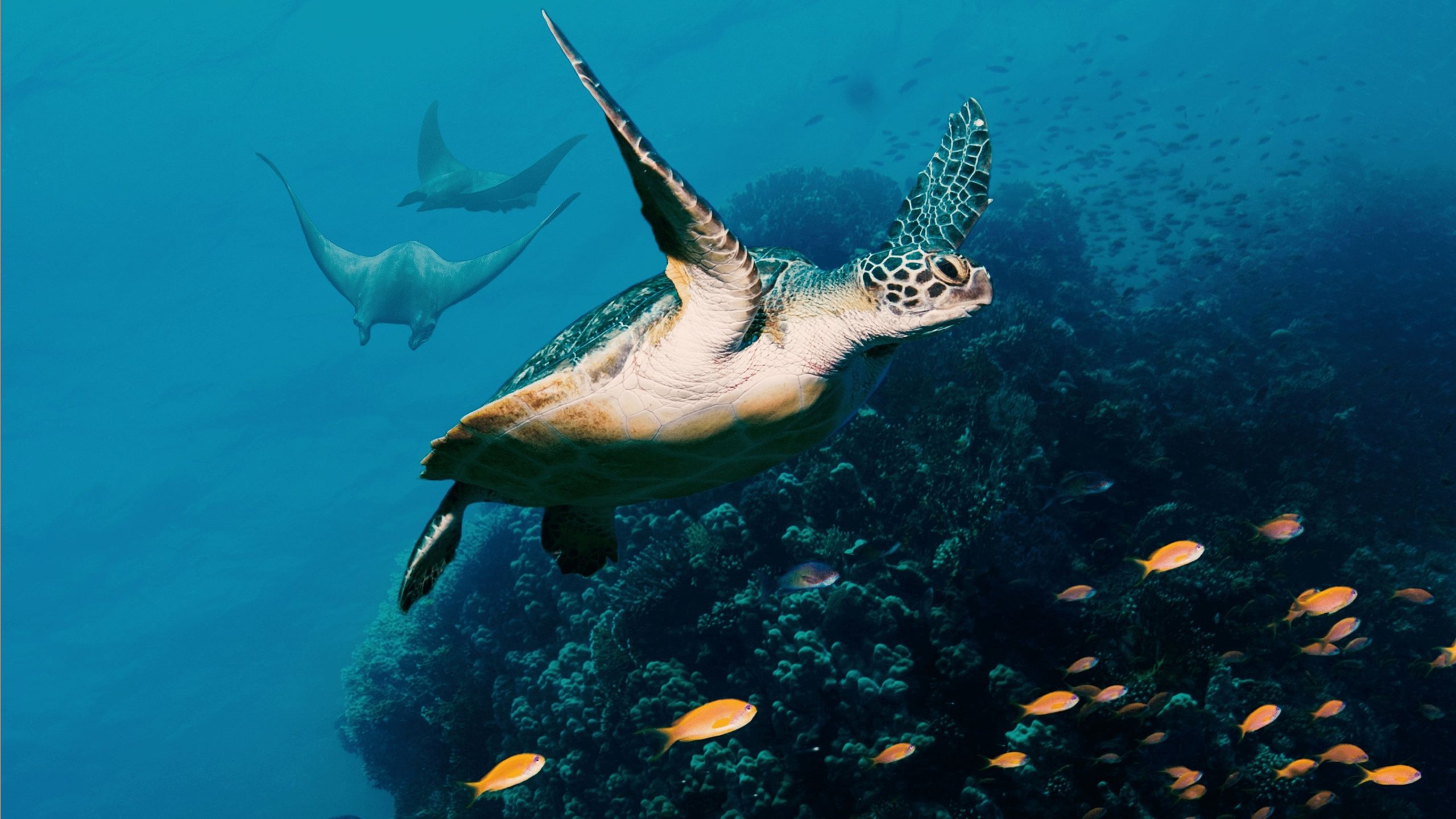Ocean with David Attenborough 2025