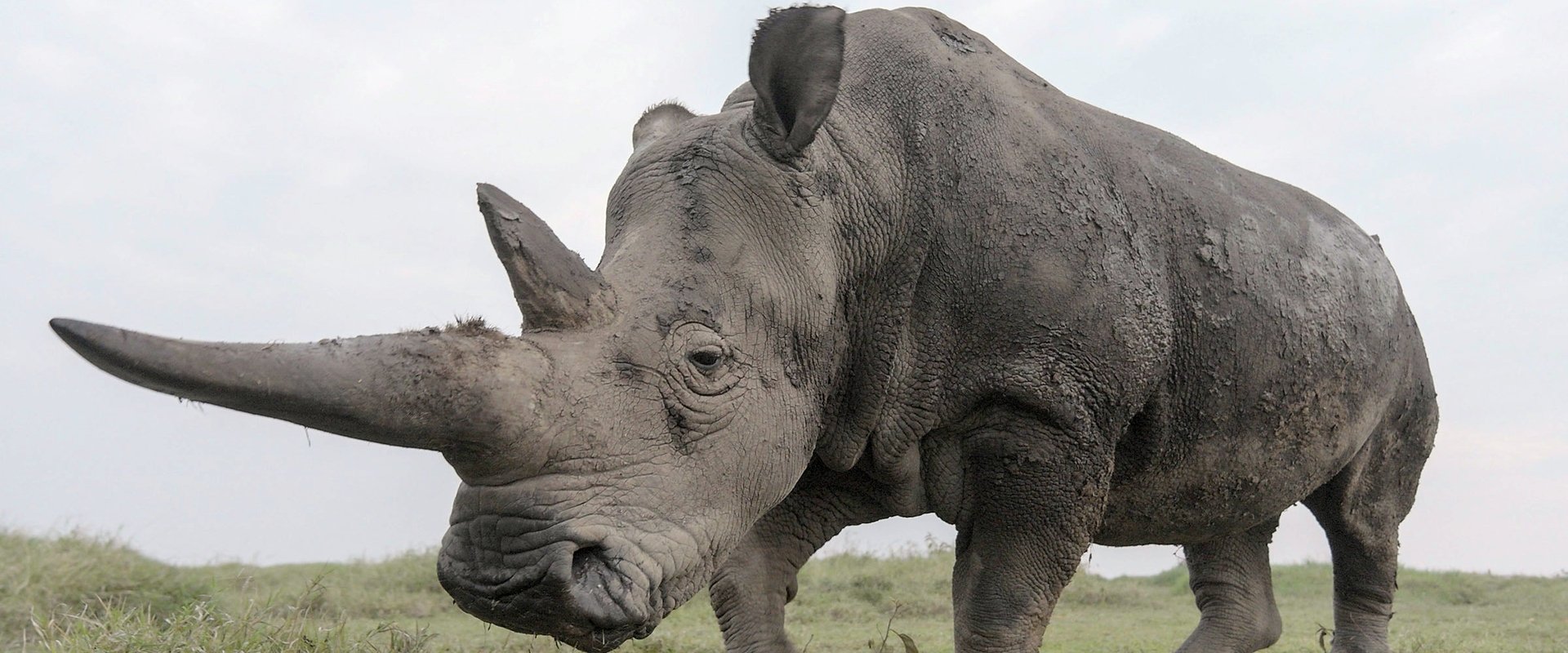 The Last Rhinos: A New Hope 2025